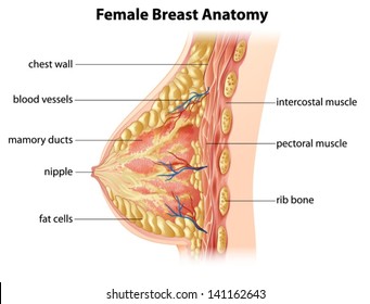 Name bone scientific for breast