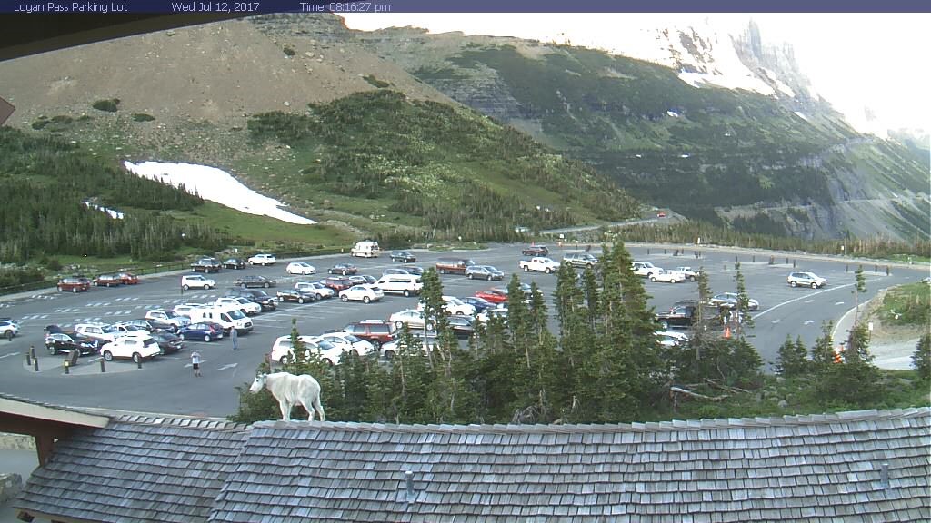 Glacier national park webcams